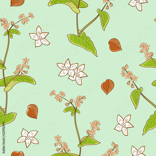 Buckwheat. Plant. Grains, flowers, leaves. Background, wallpaper, seamless. Sketch. Can be used for packaging, label, fabric.