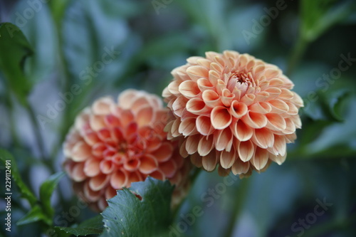 Fototapeta Naklejka Na Ścianę i Meble -  Dahlien