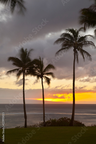 Palm Tree Sunset At Napili Point, Maui © IndustryAndTravel