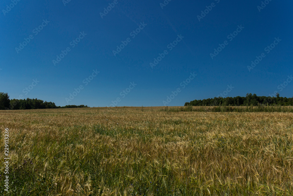 The wheat's field