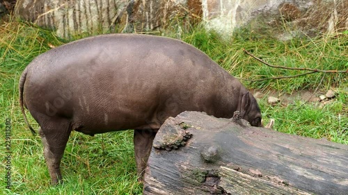 Boar of Babirusa Celebes eats grass endangered animal species. Babyrousa babyrussa photo