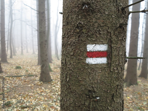 Red tourist sign in forest durring foggy autumn