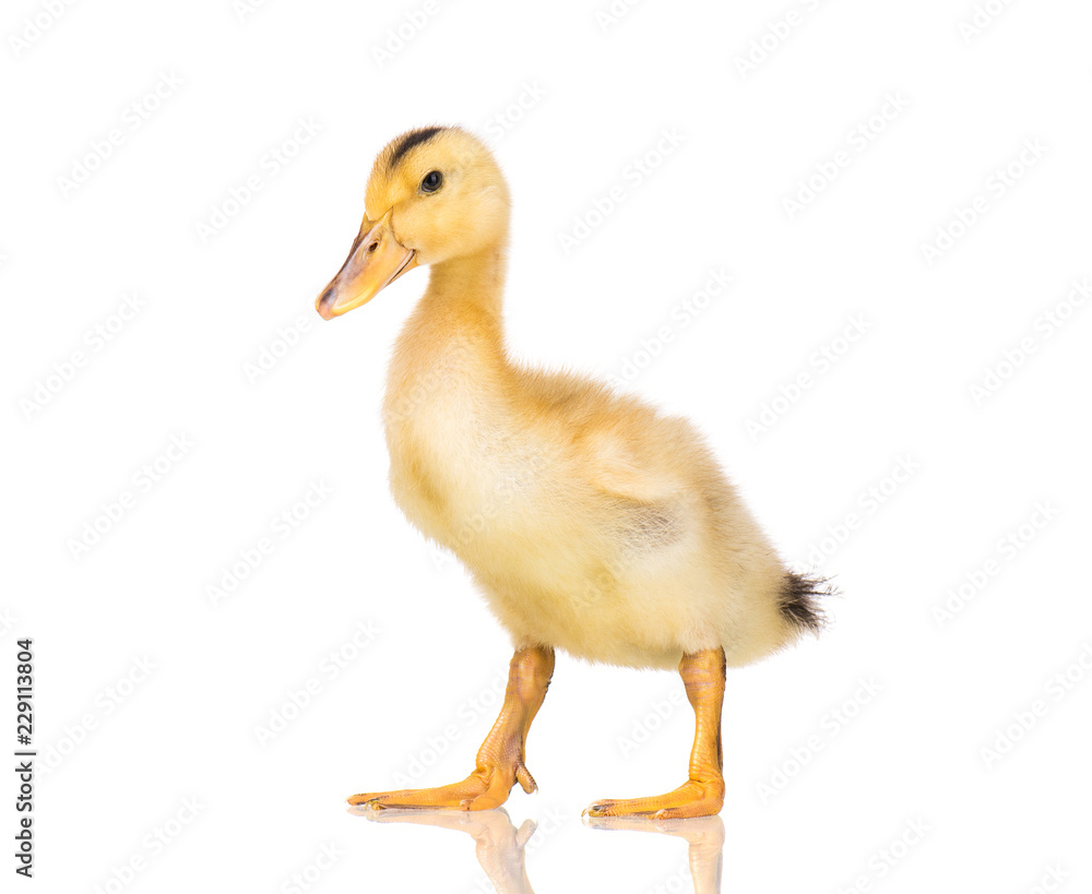 Cute little yellow newborn duckling isolated on white background. Newly hatched duckling on a chicken farm. Cute little yellow newborn duckling isolated on white background. Newly hatched duckling on a chicken farm.