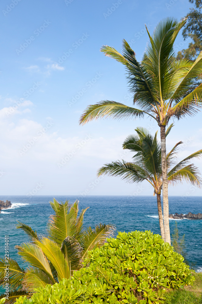 Palm Trees By The Sea, Maui