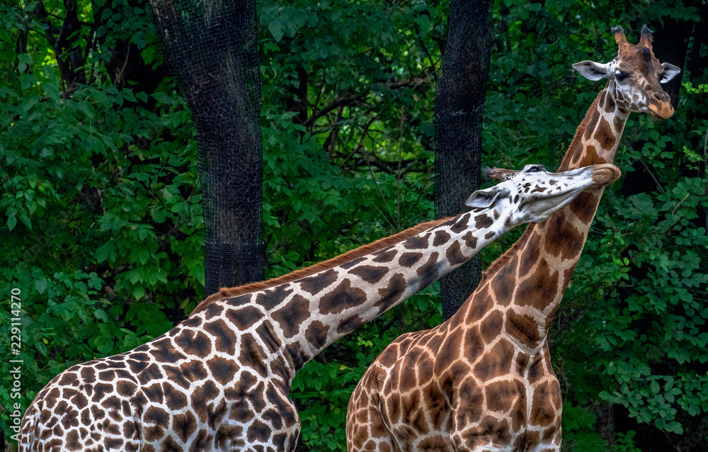 Iconic Spots on a Pair of Giraffes with their Necks Intertwined Iconic Spots on a Pair of Giraffes with their Necks Intertwined