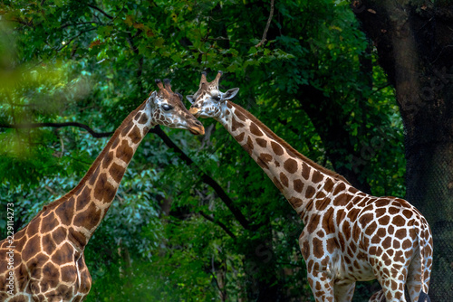 Iconic Spots on a Pair of Giraffes with their Necks Intertwined