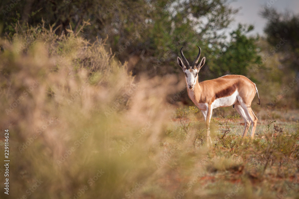 Mature Springbok ram looking straight at camera with copy space to the left. Mature Springbok ram looking straight at camera with copy space to the left.