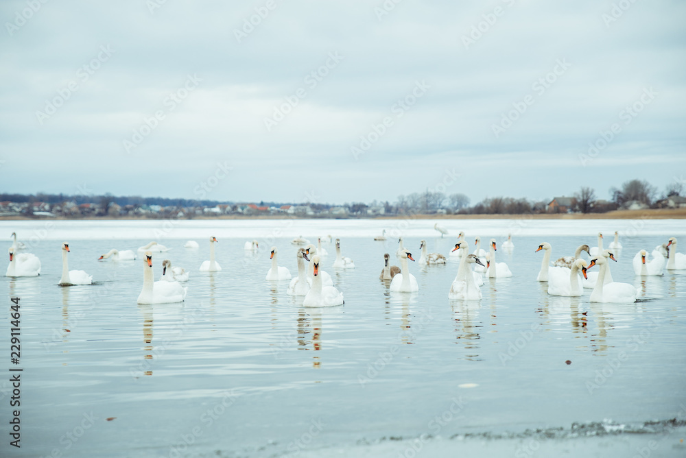 lot of swans on the lake