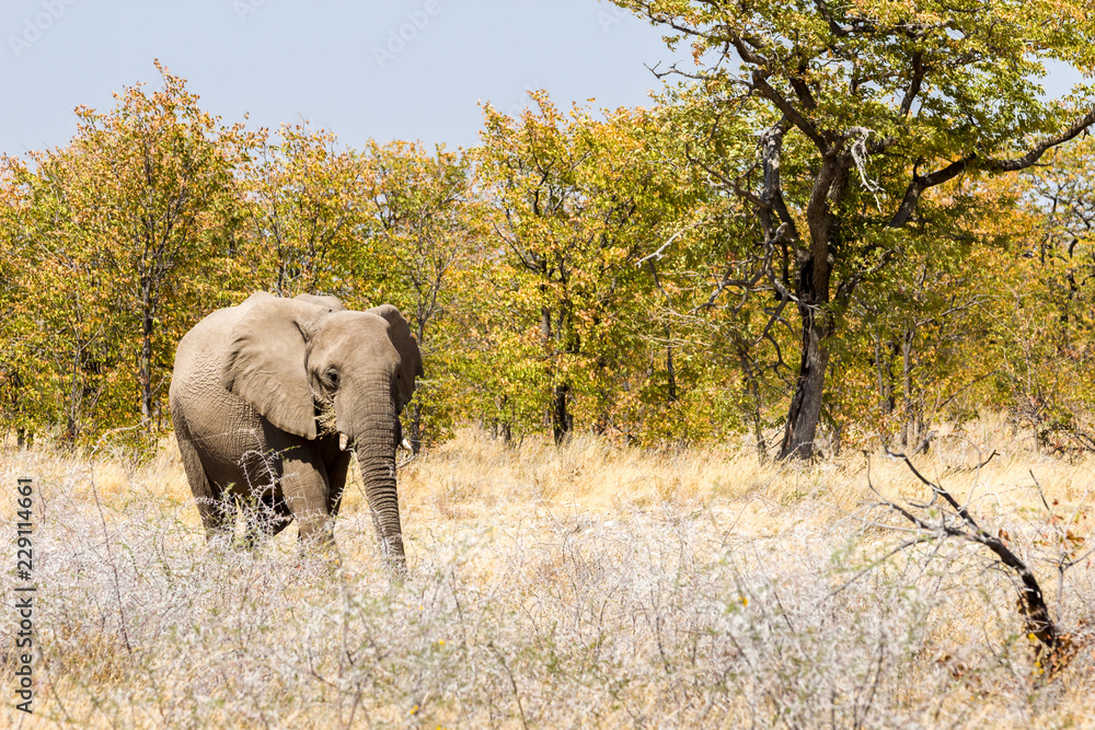 Fototapeta premium Elefant