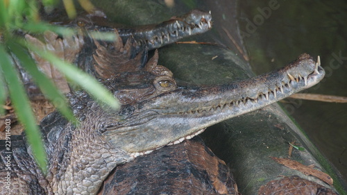 False Gharial in National Zoo of Malaysia photo