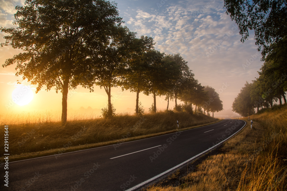 Fototapeta premium Straße mit Baumreihe 
