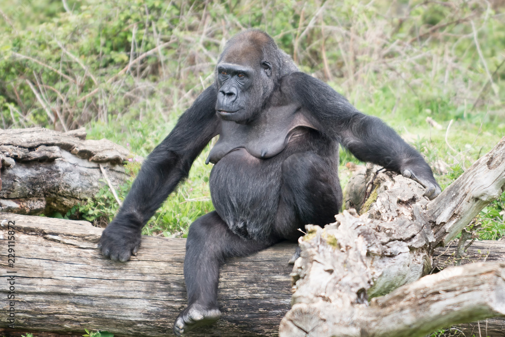 Gorille femelle
