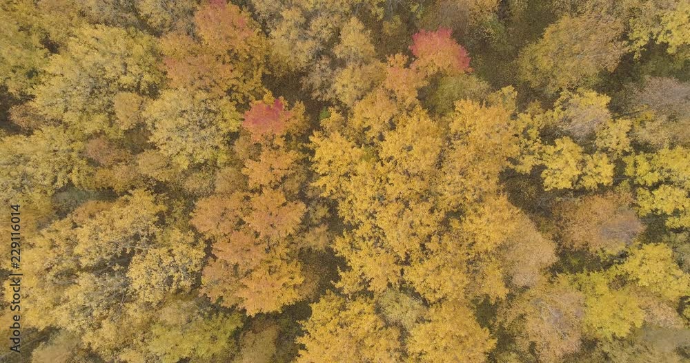 Aerial top view backward descent shot over yellow golden birch forest in autumn Aerial top view backward descent shot over yellow golden birch forest in autumn