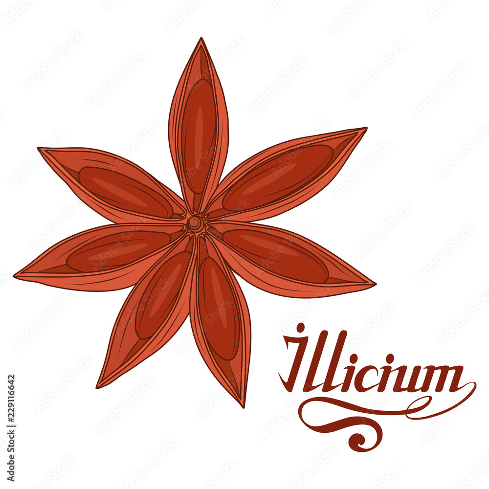 hand drawn star anise, spicy ingredient, star anise logo, healthy organic food, spice star anise isolated on white background, culinary herb, label, food, natural health food, vector graphic to design hand drawn star anise, spicy ingredient, star anise logo, healthy organic food, spice star anise isolated on white background, culinary herb, label, food, natural health food, vector graphic to design