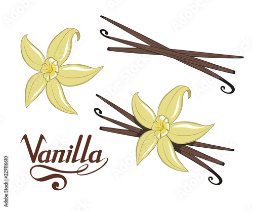 hand drawn vanilla beans, spicy ingredient, vanilla flower logo, healthy organic food, spice vanilla on white background, culinary herbs, label, food, natural healthy food, vector graphic to design