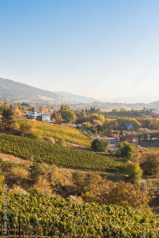 Autumn landscape of rolling hills and vineyards on the Naramata Bench in the Okanagan Valley