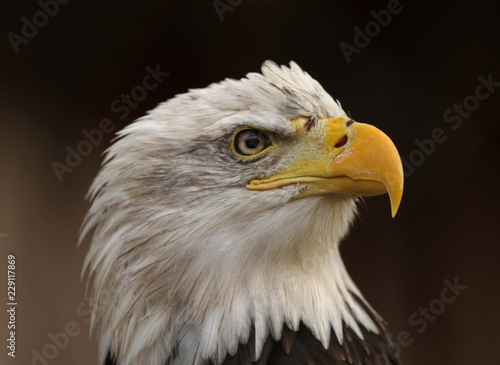 The bald eagle (Haliaeetus leucocephalus)