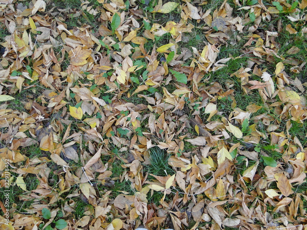 Leaves on Autumn - Fall foliage in the Grass Leaves on Autumn - Fall foliage in the Grass