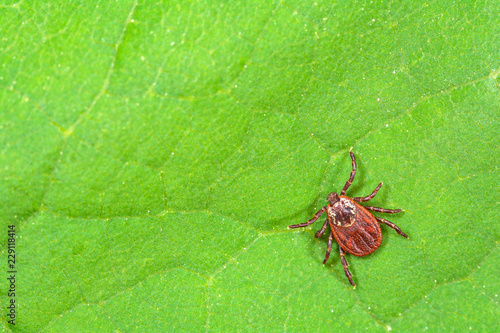 Parasite mite sitting on a green leaf. Danger of tick bite. 
