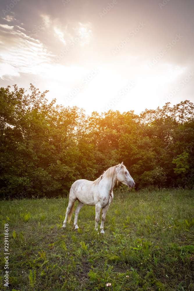 Obraz premium White horse in the meadow against the evening sun.