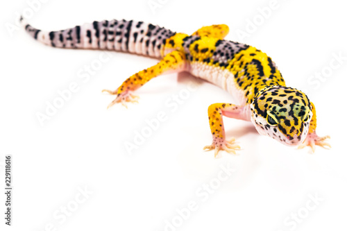 Eublepharis Macularius is cute leopard gecko. © cherokee4
