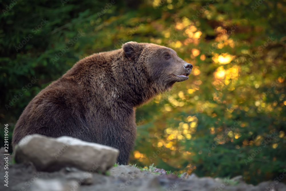 Bear (Ursus arctos) in autumn forest Bear (Ursus arctos) in autumn forest