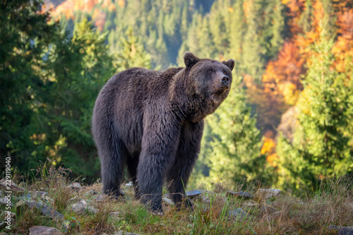 Bear (Ursus arctos) in autumn forest