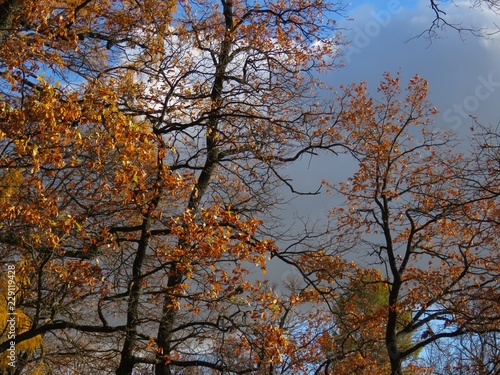 осень, ветви деревьев. небо