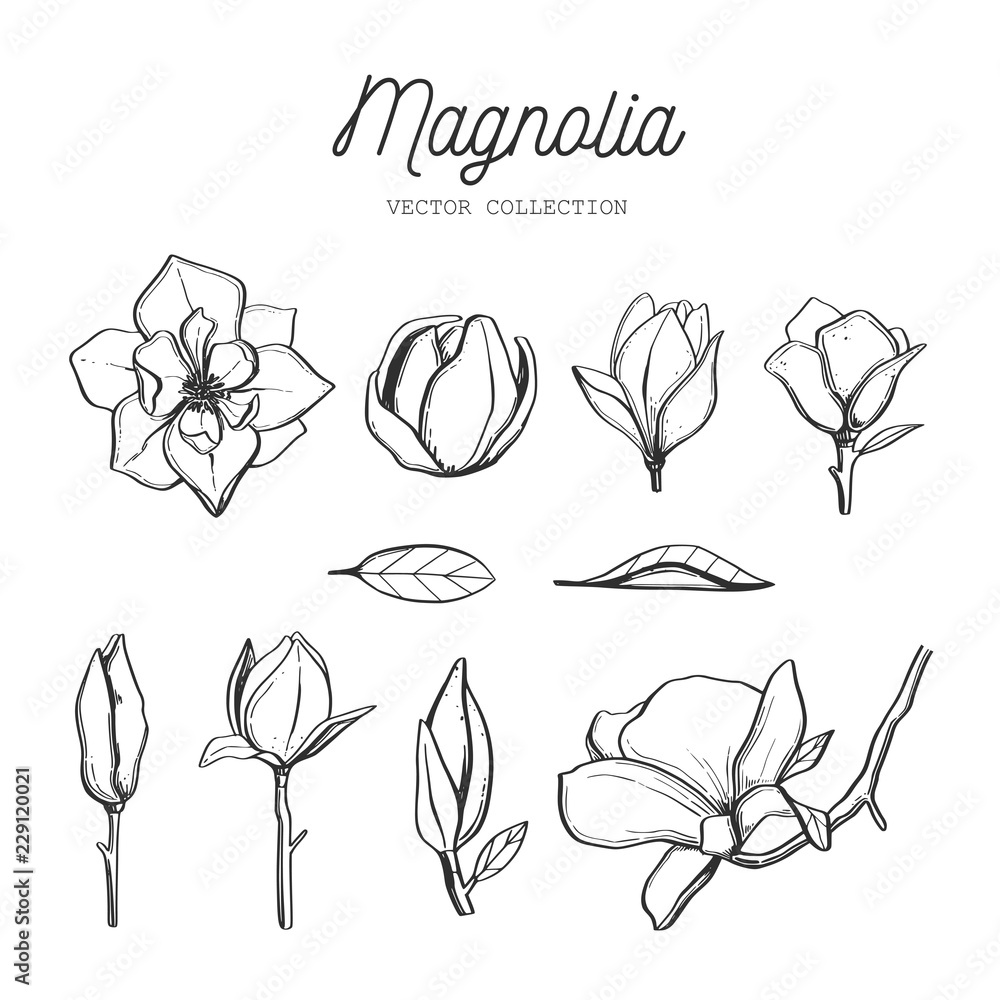 Obraz premium Zestaw kwiatów magnolii. Wektor ręcznie rysowane botaniczny 3