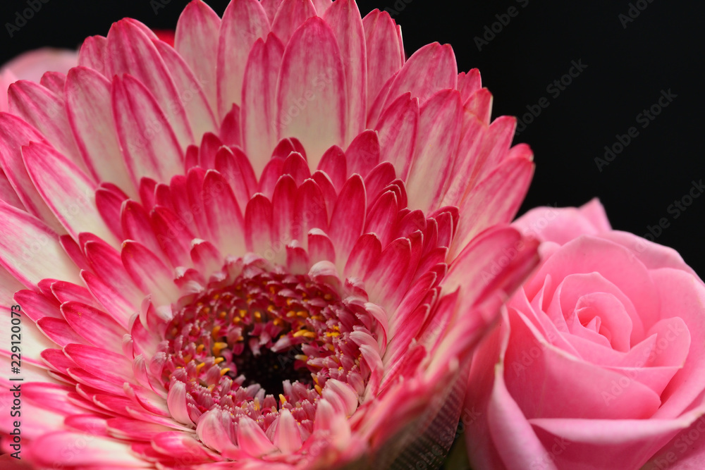 gerbera gerbera