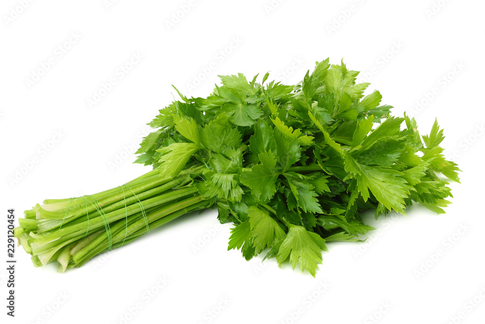 celery leaf isolated on white background. Celery isolated on white. Healthy food celery leaf isolated on white background. Celery isolated on white. Healthy food