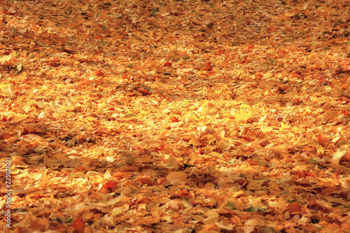 Colorful fallen leaves lying on the ground in the park, beautiful autumn outdoor background, selective focus