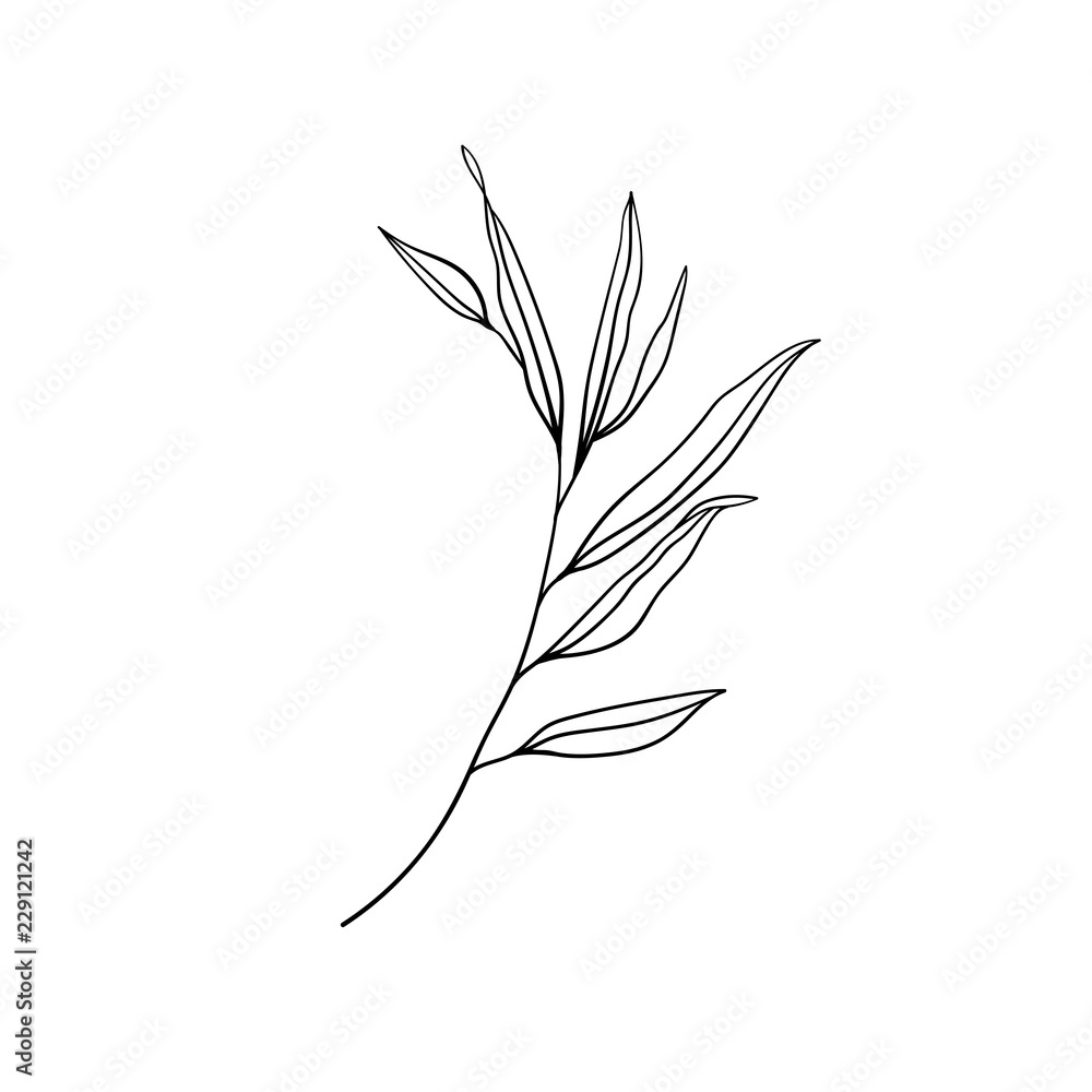 beautiful detailed sketch of plants The idea ofa twig tattoo with  leaves Stock Photo Picture And Low Budget Royalty Free Image Pic  ESY062355692  agefotostock