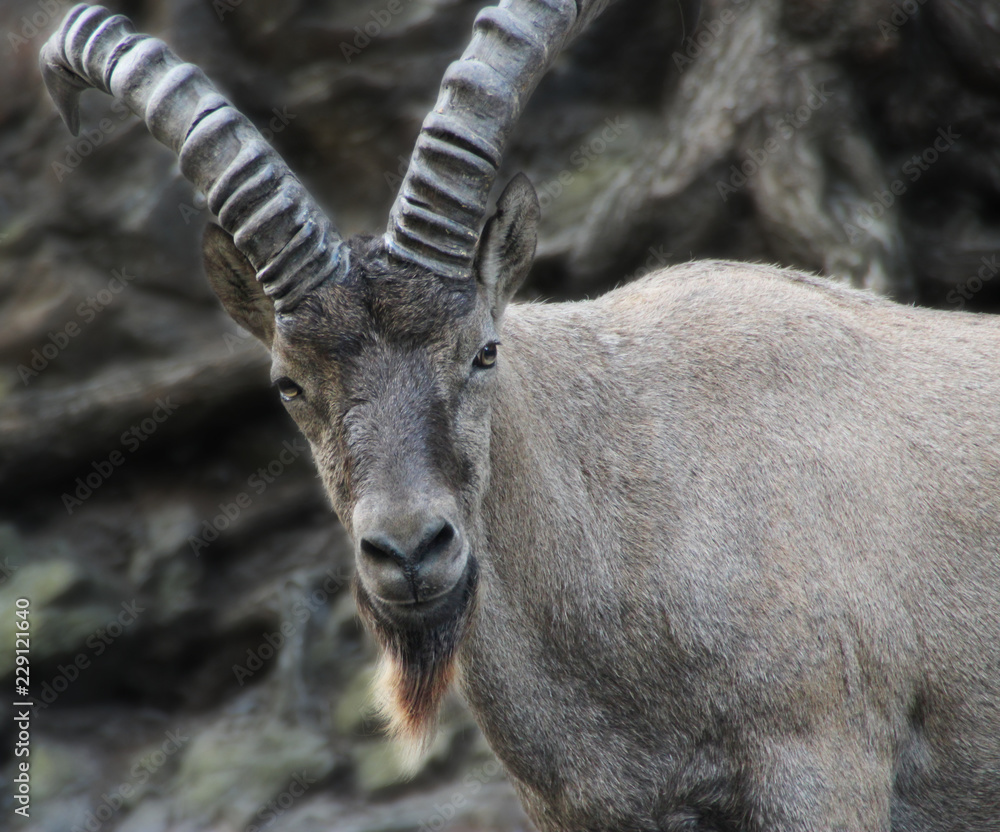 Alpine ibex in the mountains.