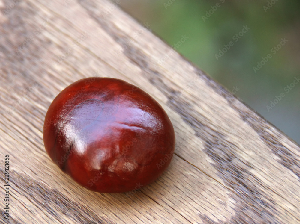 Obraz premium chestnut on wooden background