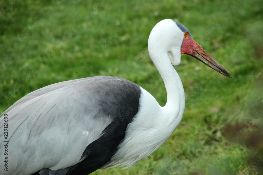stork in its natural habitat