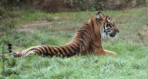 relaxing ussurian tiger photo