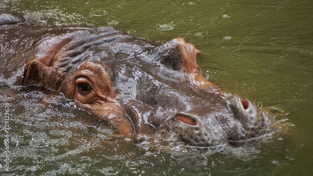 Hippopotamus in National Zoo of Malaysia Hippopotamus in National Zoo of Malaysia