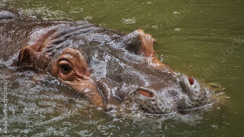 Hippopotamus in National Zoo of Malaysia