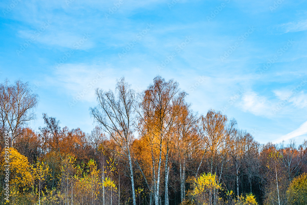 Fototapeta premium Indian summer