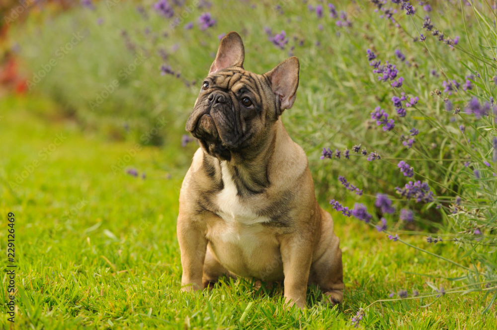 Fototapeta premium Portrait of french bulldog on the background of blooming lavender. Horizontal. Outdoors.