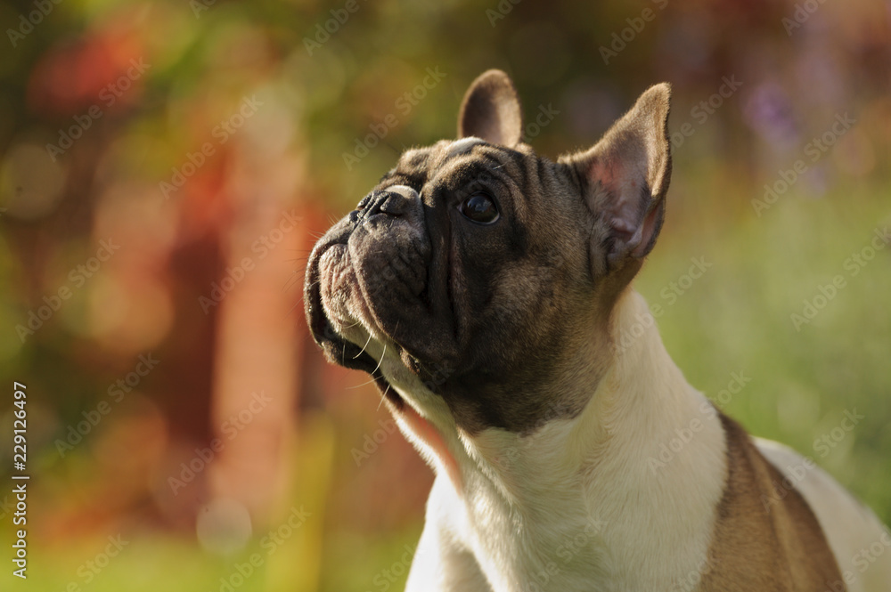 Portrait close-up of french bulldog on autumn background. Horizontal. Outdoors. Portrait close-up of french bulldog on autumn background. Horizontal. Outdoors.