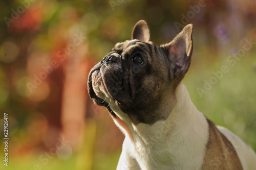 Portrait close-up of french bulldog on autumn background. Horizontal. Outdoors.