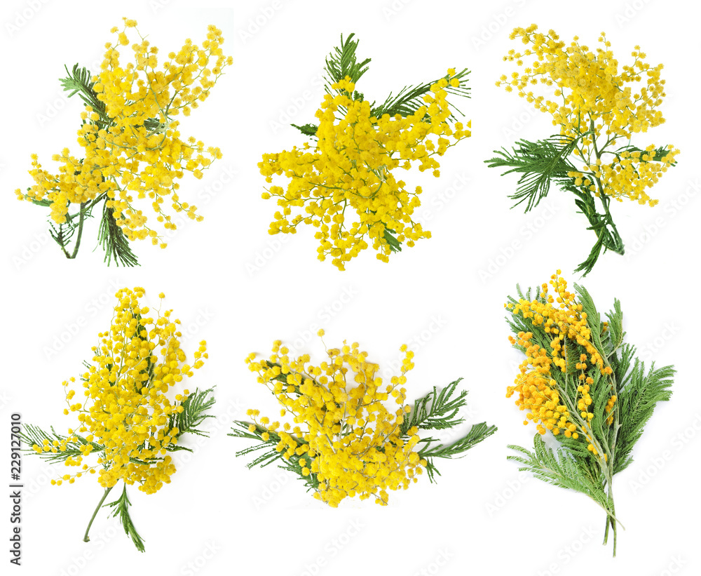 Fototapeta premium mimosa flower isolated on white background set