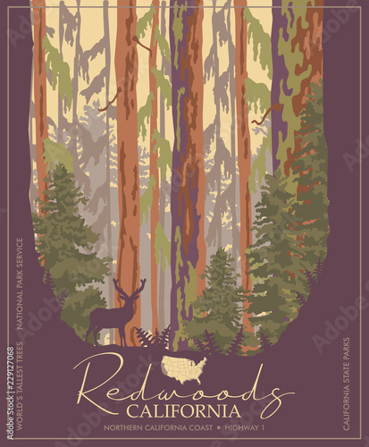 Redwoods park in California vector colorful poster. State parks. World's tallest trees.