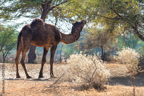 Camel in the Rajasthan - India