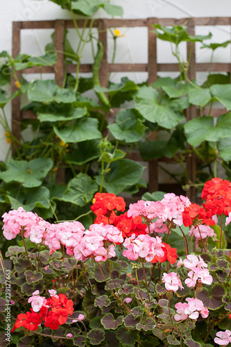 Geranium flowers and Cucumber plants, mixed flower and vegetable bed
