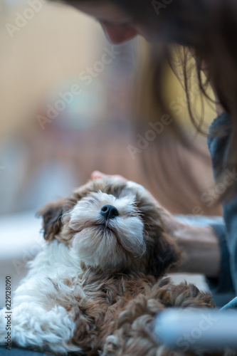 Havanese puppy sitting on the lap of a woman and looking upwards. Low deph of field. photo