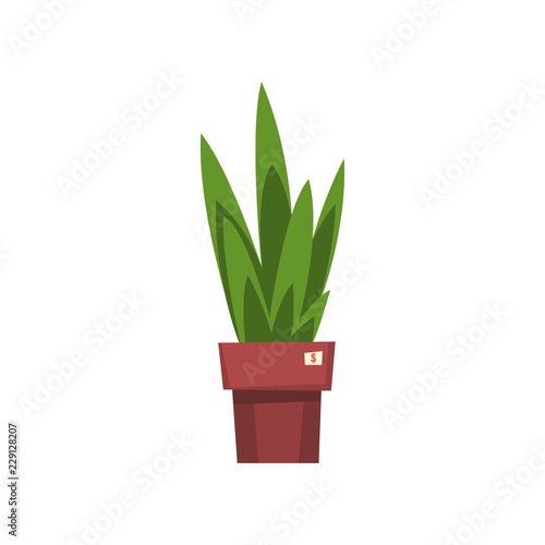 Green home decorative plant, unnecessary thing, garage sale vector Illustration on a white background