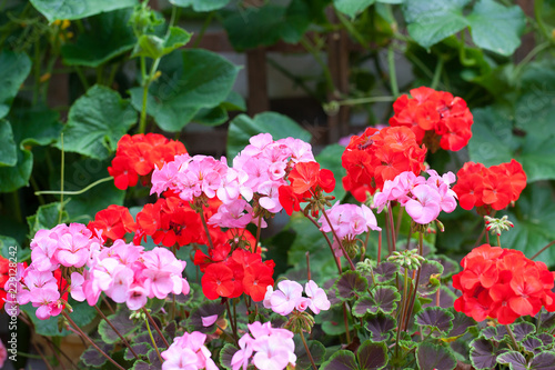 Fototapeta Naklejka Na Ścianę i Meble -  Pink and Red Geranium Flowers (with cucumber plants behind them)